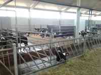 Стойловое оборудование для беспривязного содержания КРС, фотография 4