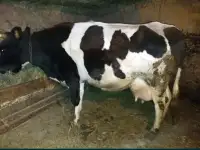 Продам корову молочную, фотография 2