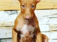 Фараонова собака щенки, фотография 4