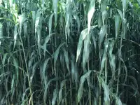 Семена сорго и суданской травы, фотография 3