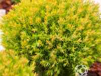 Туя шаровидная анниек