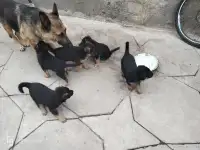 Продаются чистокровные щенки немецкой овчарки, фотография 3