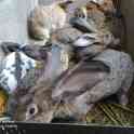 Продам кроликов 