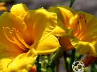 Лилейник Стелла де Оро