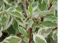 Саженцы, фотография 6