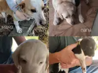 Отдам щенков в хорошие руки