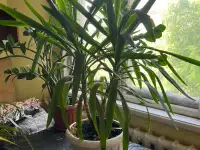 Продаю комнатные растения, фотография 2