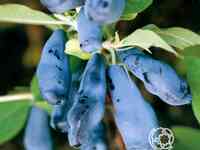 Жимолость Морена.