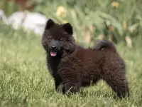 Евразиер! Очень редкая порода!, фотография 5