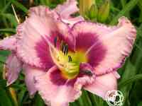 Лилейник эйдж эхед