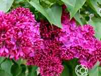 Сирень красная москва