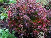 Барбарис багатель