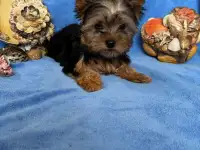 Шикарные малыши Йоркширского терьера, фотография 5