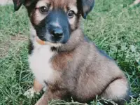 Щенки метисы от кинолога, фотография 8