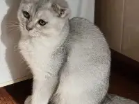 Скоттиш фолд котенок, фотография 4