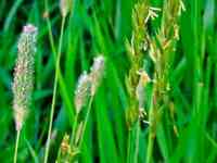 Семена Пырей ползучий РСТ , Россия