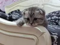 Продаются шотландские вислоухие котята, фотография 5