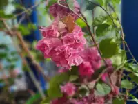 Продам роскошные Бугенвилии, фотография 5