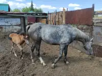 Продам лошадей Орловской породы в Усть - Каменогорске, фотография 6