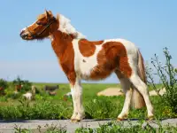 Продажа пони. Пони-ферма., фотография 8