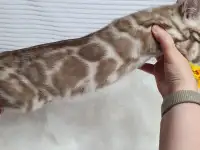 Бенгальские котята от привозных родителей, фотография 10