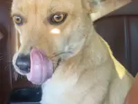 Милашки ищут дом., фотография 2