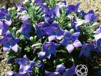 Платикодон крупноцветковый Фуджи Блу
