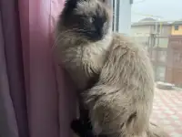 Прошу вернуть кошку за вознаграждение, фотография 2