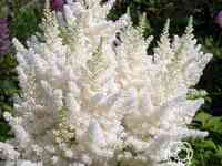 Астильба Юник Вайт