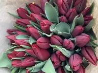 Тюльпаны премиум класса оптом к 8 марта, фотография 2