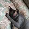 Ищем кота. Сфинкс Канадский. Девочка, фотография 2