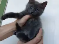 Котята Бармалейки 2 мес., фотография 3