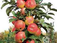 Яблоня колоновидная валюта