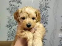 Продажа мальтипу, фотография 2