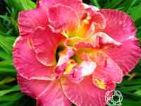 Лилейник лэйси долли