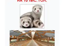 Разработка бизнес идей и новых старт-апов, фотография 3