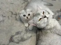 Продам котят. Породы серебристая шиншилла, фотография 6