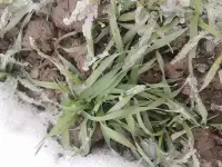 Продаю Ячмень Сорт Атлин Канадский В Меркенском районе, фотография 8