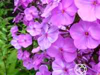 Флокс пирамидальный Альфа