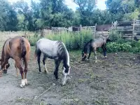 Продам лошадей Орловской породы в Усть - Каменогорске, фотография 5