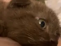 шоколадный котёнок, 3 мес, мальчик, фотография 3