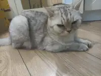 Кошка породистая британская, фотография 3