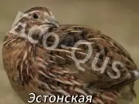 Перепелиные инкубационные яйца, фотография 5