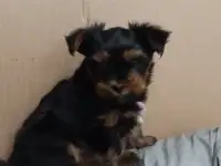 Щенки йоркширского терьера, фотография 4