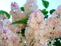 Сирень красавица москвы