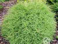 Туя шаровидная Мистер Боулинг Болл