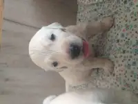 Продаются щенки породы Золотистый Ретривер, фотография 4