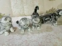 Продам котят породы Скоттиш Страйт., фотография 4