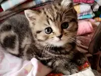 Продаются Шотландские котята, фотография 7