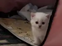 Шотландские чистокровные котята, котенок  редкие окрасы, фотография 4